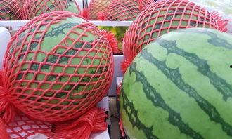 测智力吃瓜的人,揭秘智力与生活趣味之间的奇妙联系