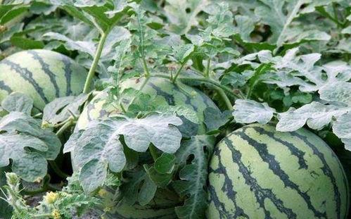 吃瓜杀菌消炎吗,揭秘瓜果的杀菌消炎功效