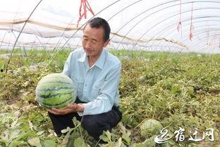 瓜哥吃瓜发高烧