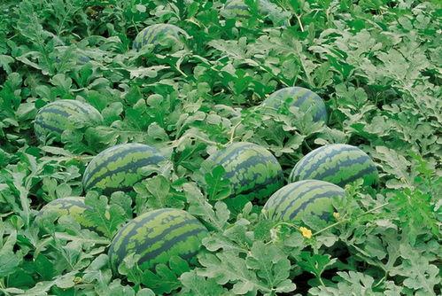 林州中洲吃瓜新闻,揭秘当地奇特现象背后的故事