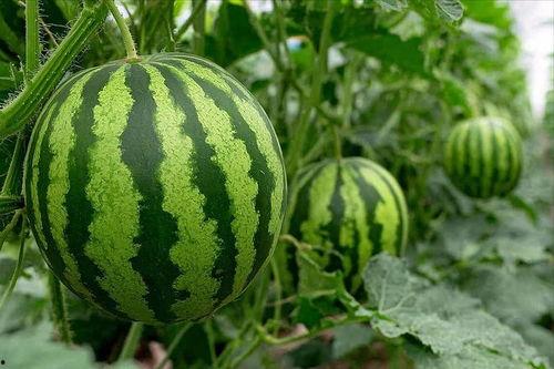 吃瓜的中年,笑看风云，品味人生百态