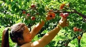 梦见从树上摘瓜给儿子吃,树上摘瓜赠儿，揭秘亲子间深厚的情感纽带