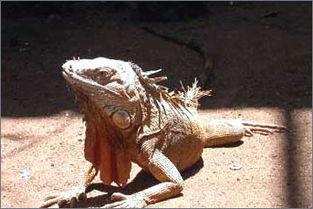 尼加拉瓜吃鬣蜥