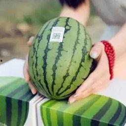 喜欢吃瓜,探寻夏日消暑瓜果的甜蜜诱惑