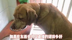 狗吵架吃瓜,一场激烈的“吃瓜”吵架大揭秘