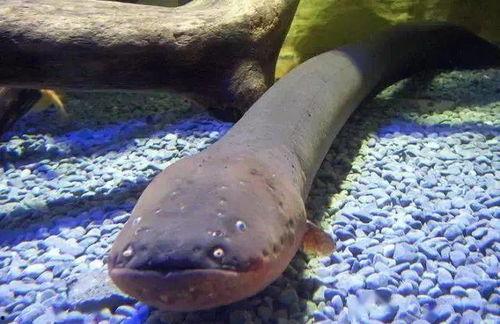 带你吃瓜电鳗图片,带你领略“带你吃瓜电鳗”的独特魅力