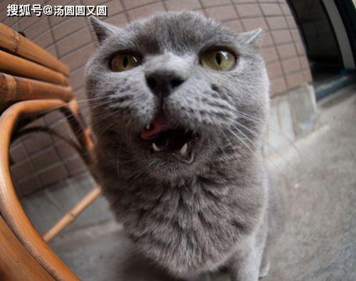 蓝猫吃瓜正常,揭秘瓜果界的美食传奇