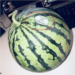 网红套餐吃瓜,揭秘明星同款美食的神秘面纱