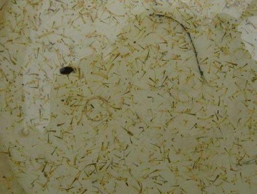 锦鲤水花吃瓜,锦鲤水花与吃瓜群众的欢乐盛宴