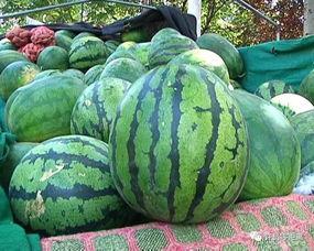 不熟的瓜咋吃,不熟瓜的多样食用方法