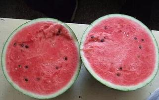 吃瓜中毒视频大全,视频大全带你领略食品安全警示