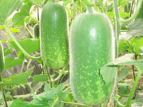 贵州道教吃瓜视频大全,吃瓜视频中的神秘面纱