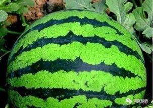 吃瓜的吃第几声