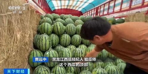 吃瓜自由点季节,夏季吃瓜自由点，清凉一夏尽在掌握