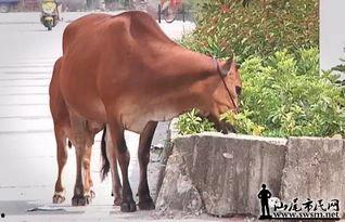吃瓜牛牛视频,揭秘娱乐圈幕后故事