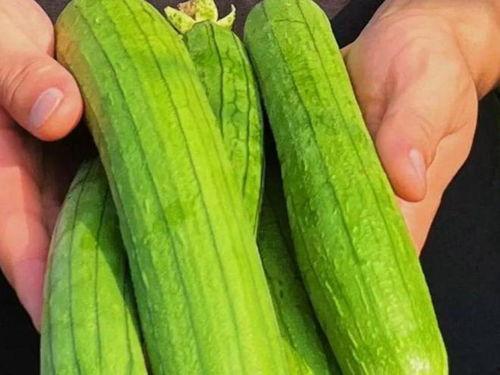 现在吃的瓜蔬菜