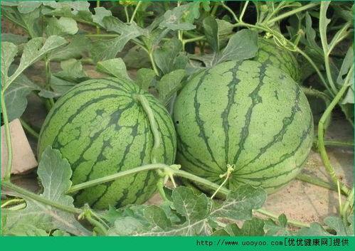 夏天吃脆瓜好吗,脆瓜的清凉诱惑